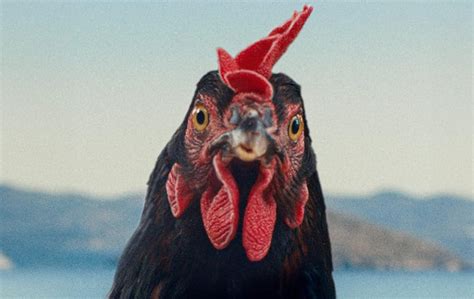 A Tyúk kép A Tyúk kép