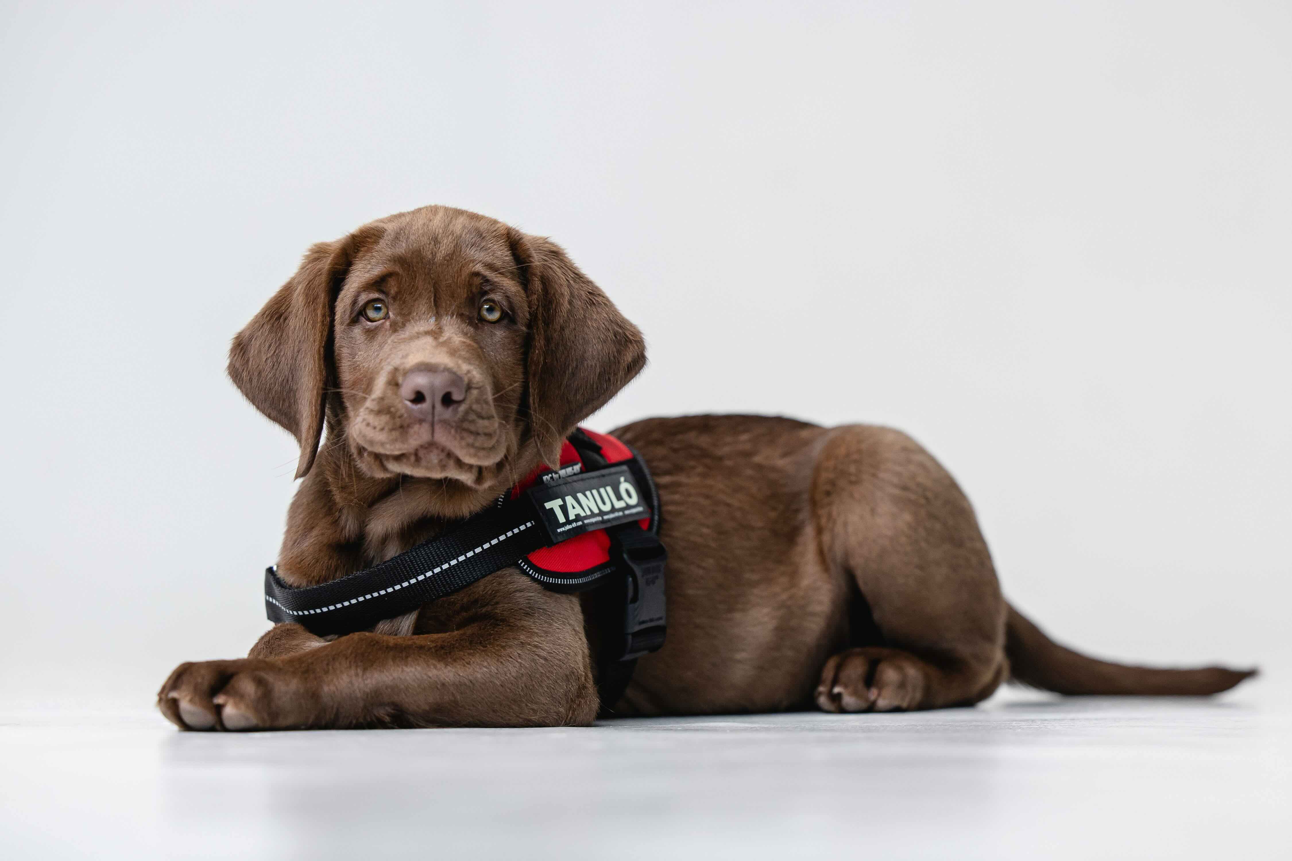 A vakvezetőkutyák világnapja kép