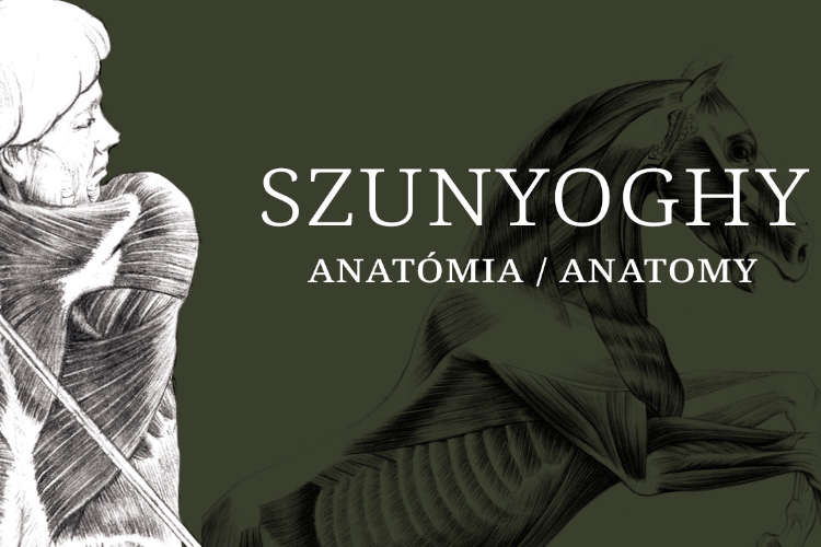 Szunyoghy: Anatómia Szunyoghy: Anatómia
