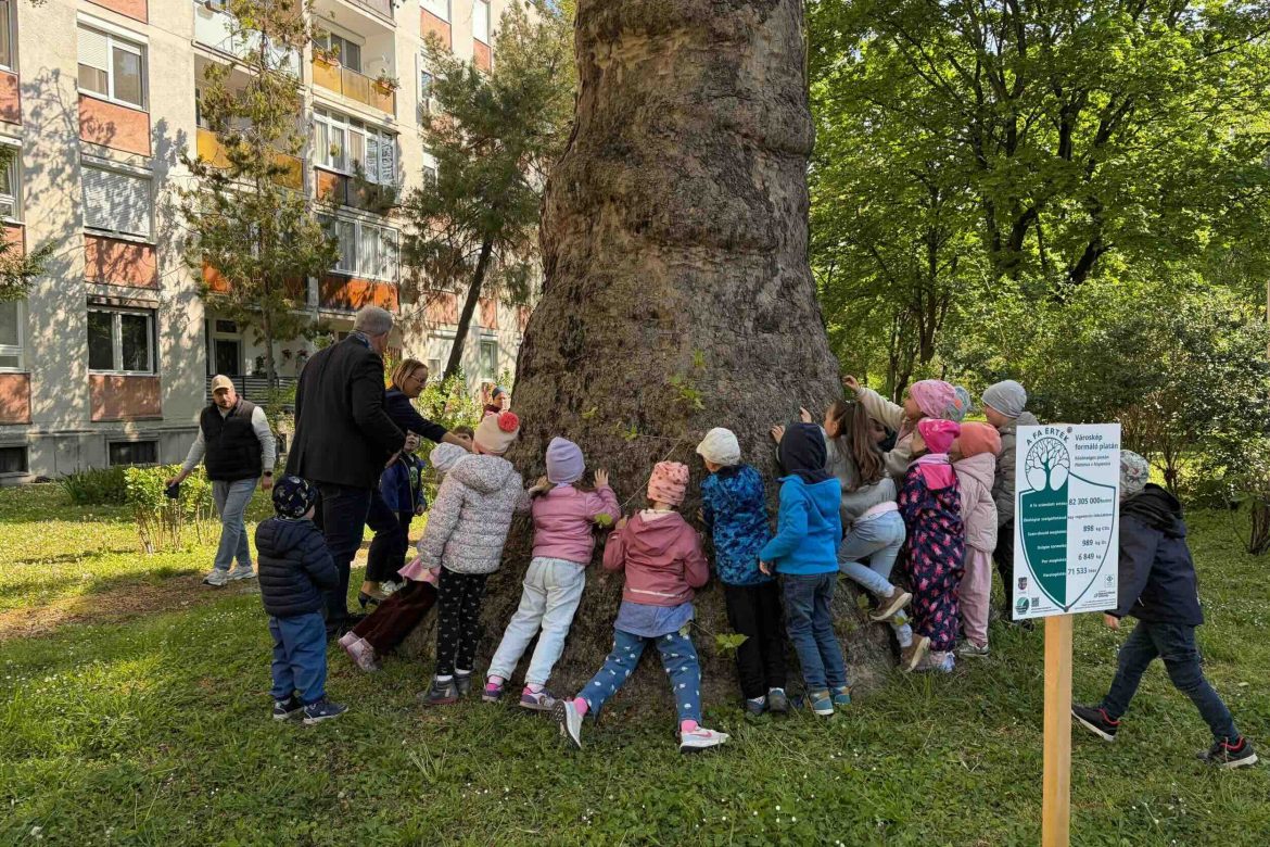 Városi fák kép