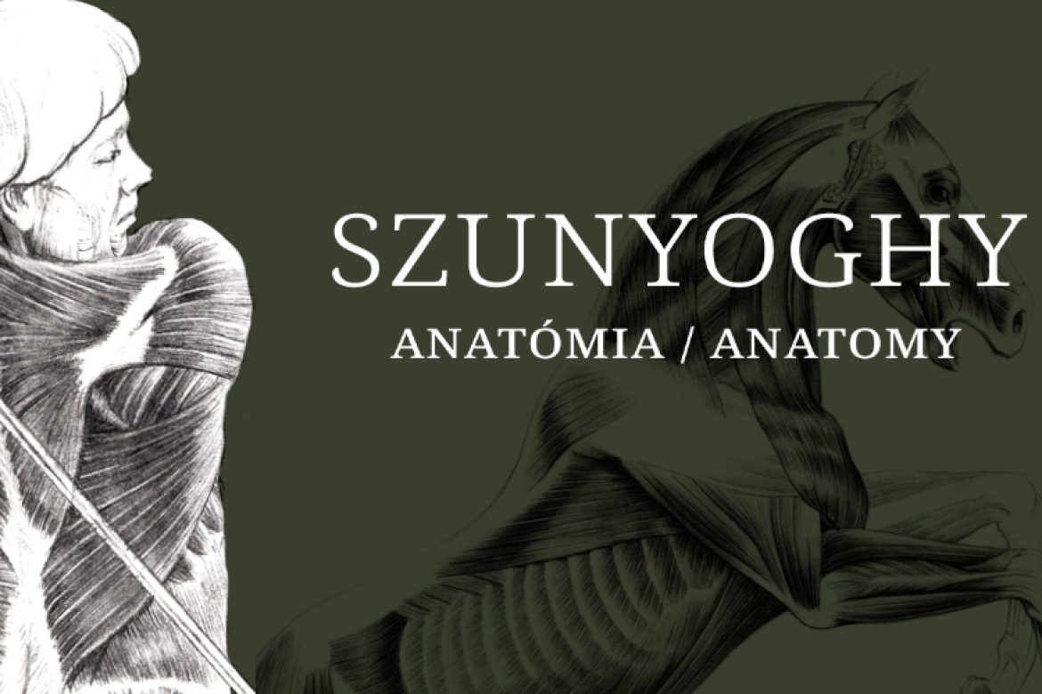 Szunyoghy: Anatómia