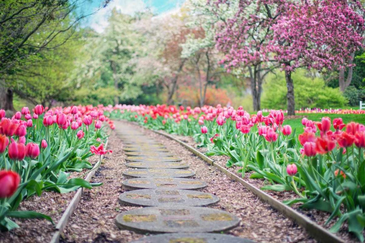 Tulipán