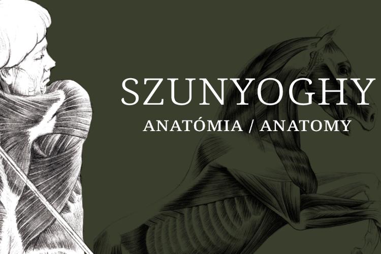 Szunyoghy: Anatómia